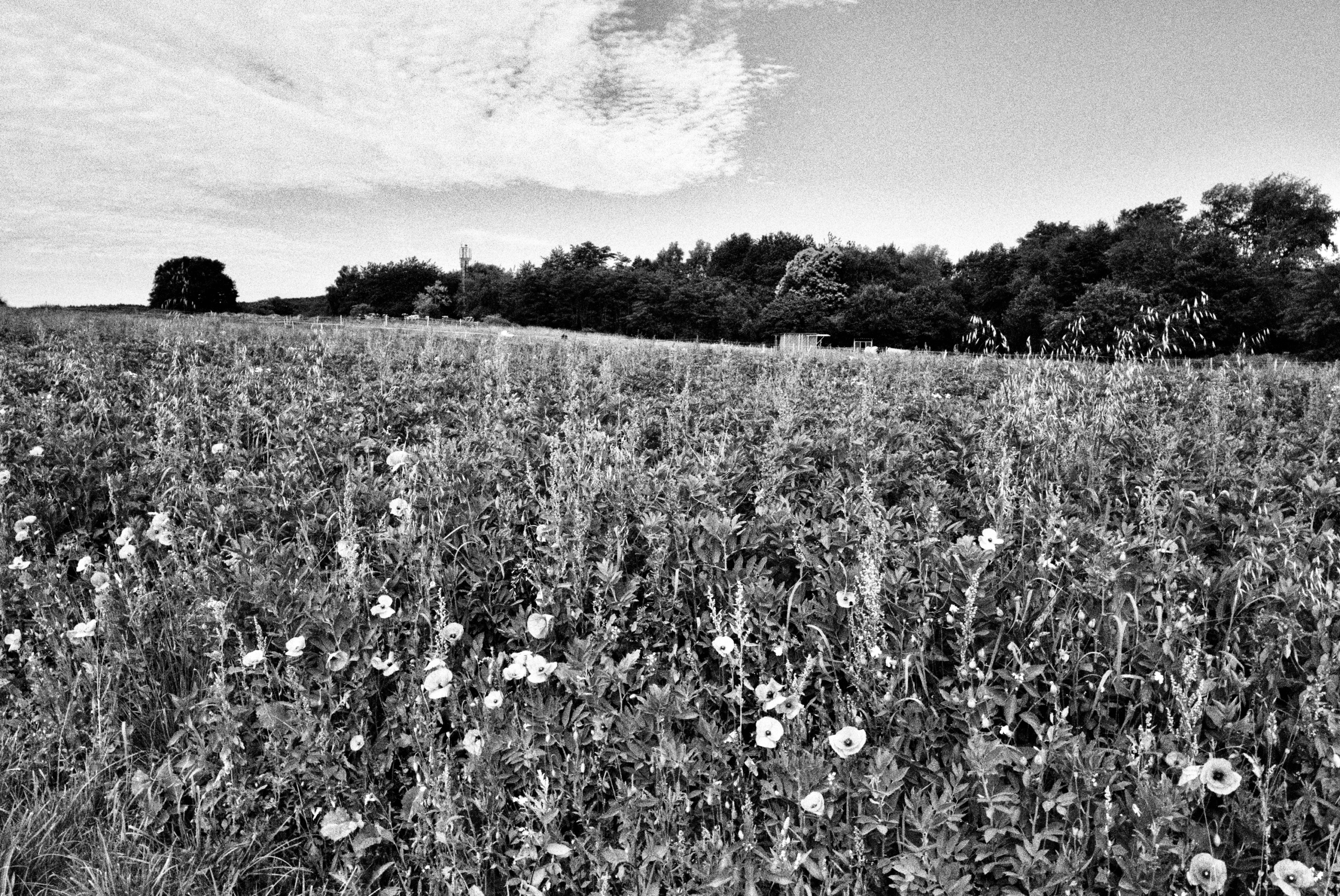 Katharina Kasper Pilgerweg Katharina Kasper Pilgerweg