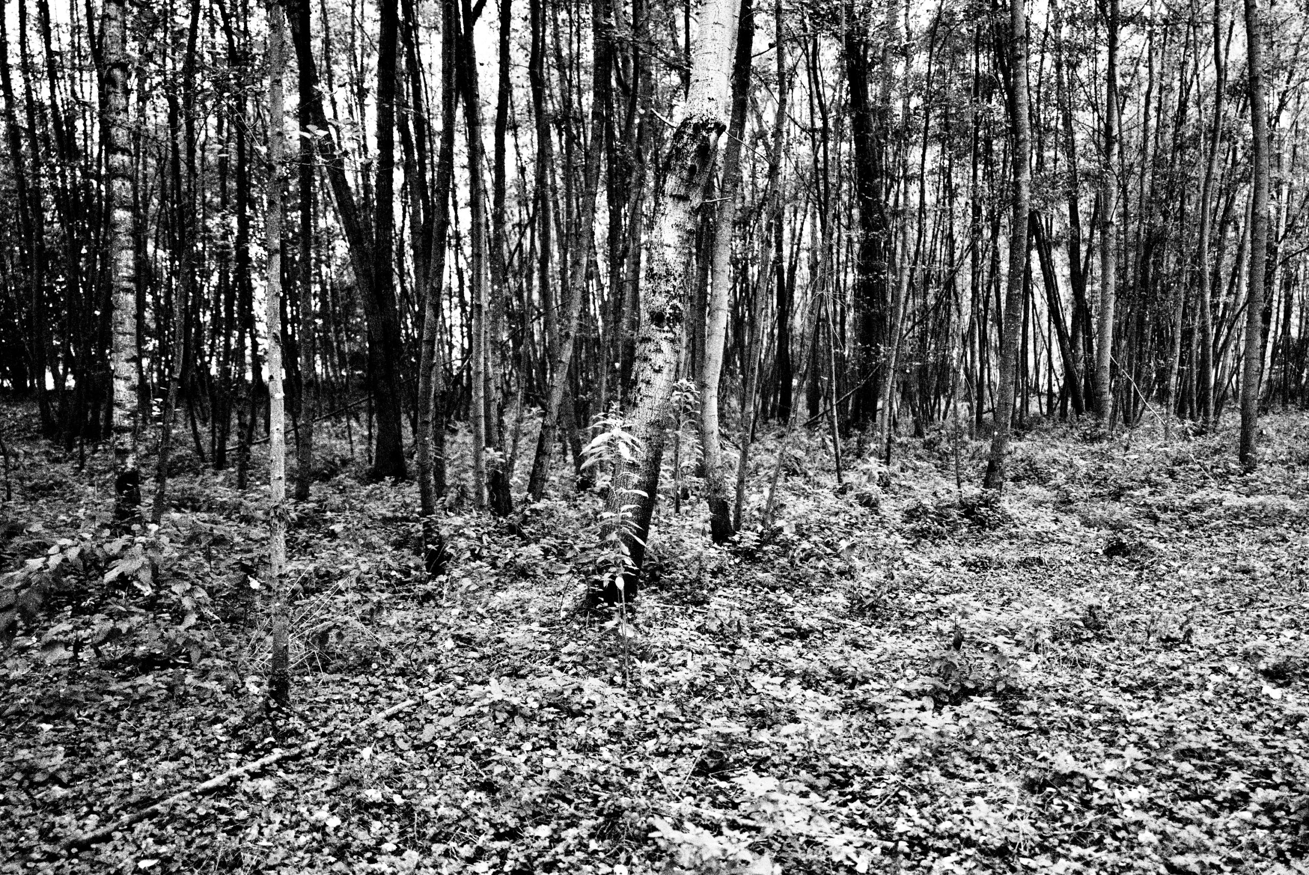 Limburg Leica Fotografie