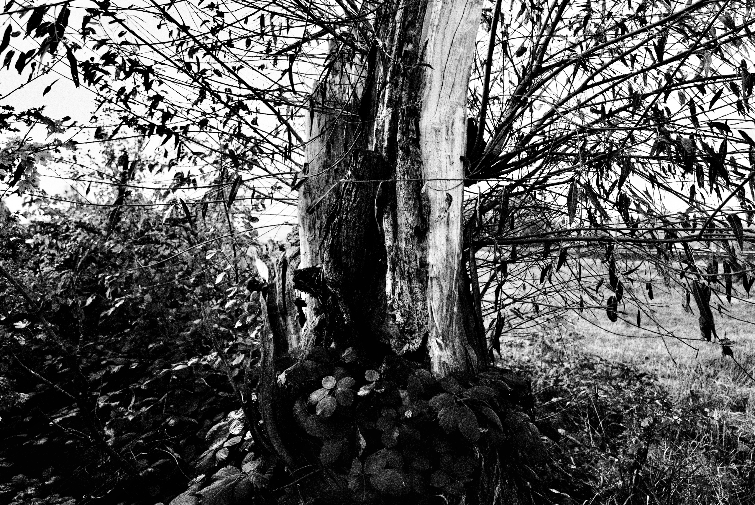 Limburg (Lahn) Leica Fotografie