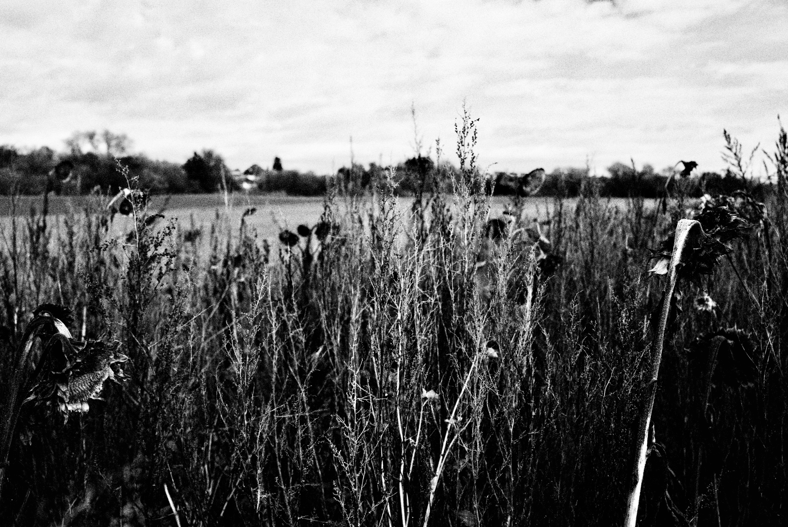 Limburg (Lahn) Leica Fotografie