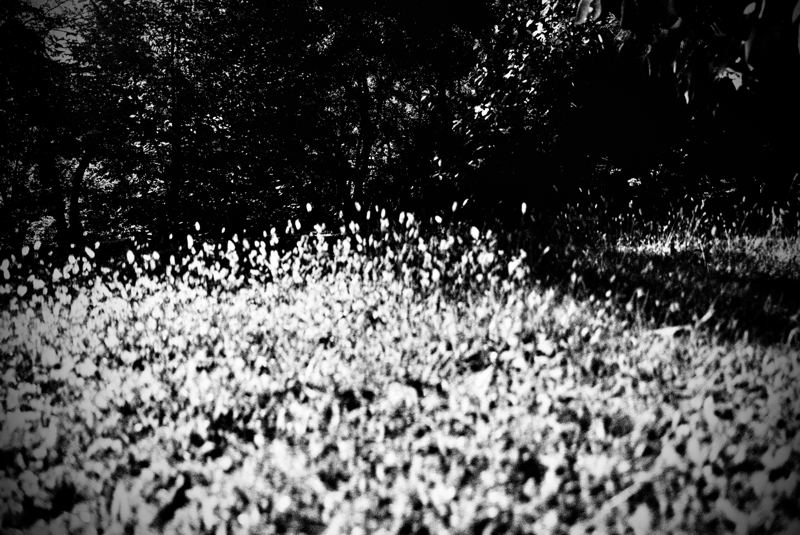 Schwarzweißfotografie, Lago Maggiore, September 2026.