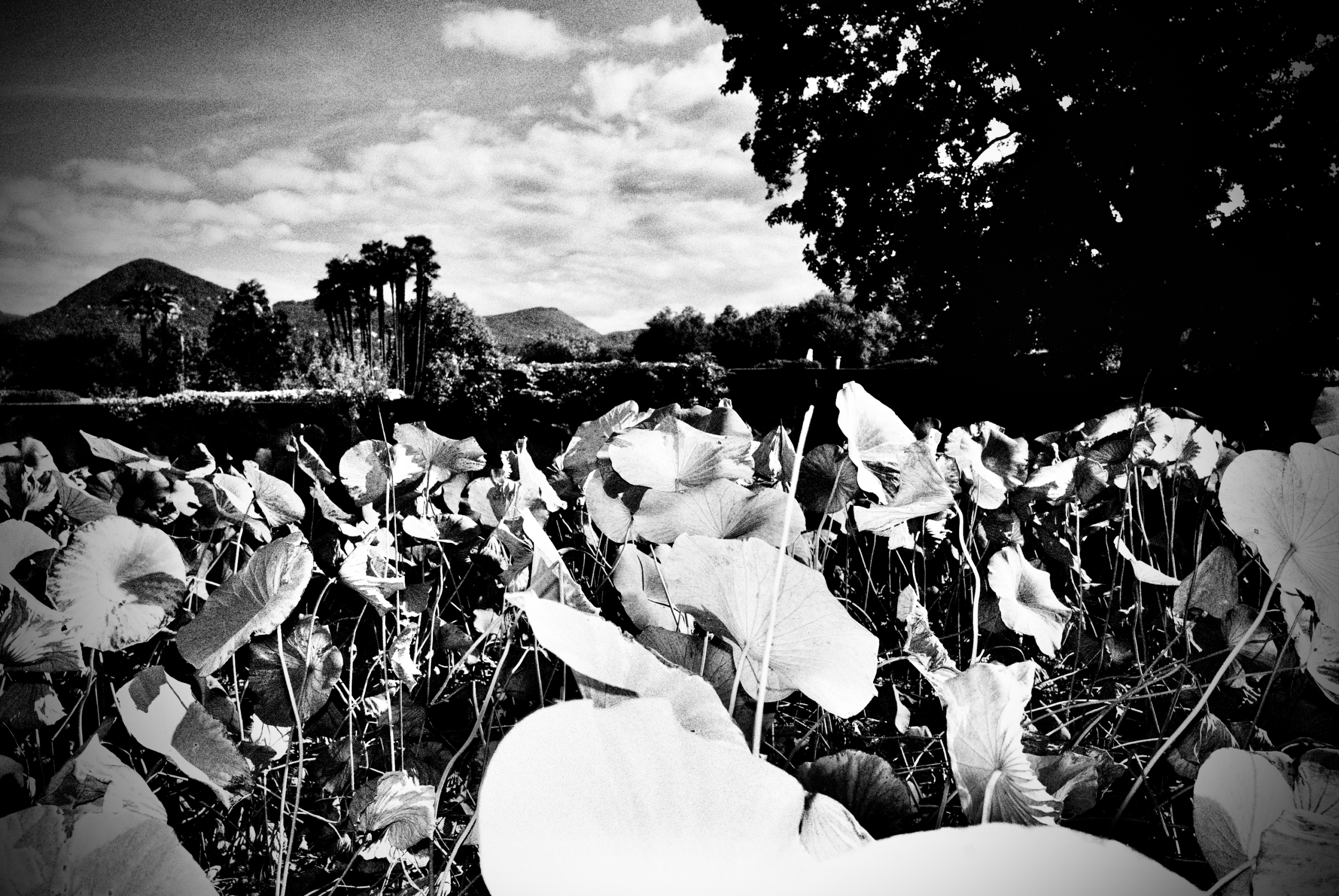 Schwarzweißfotografie, Lago Maggiore, September 2026.