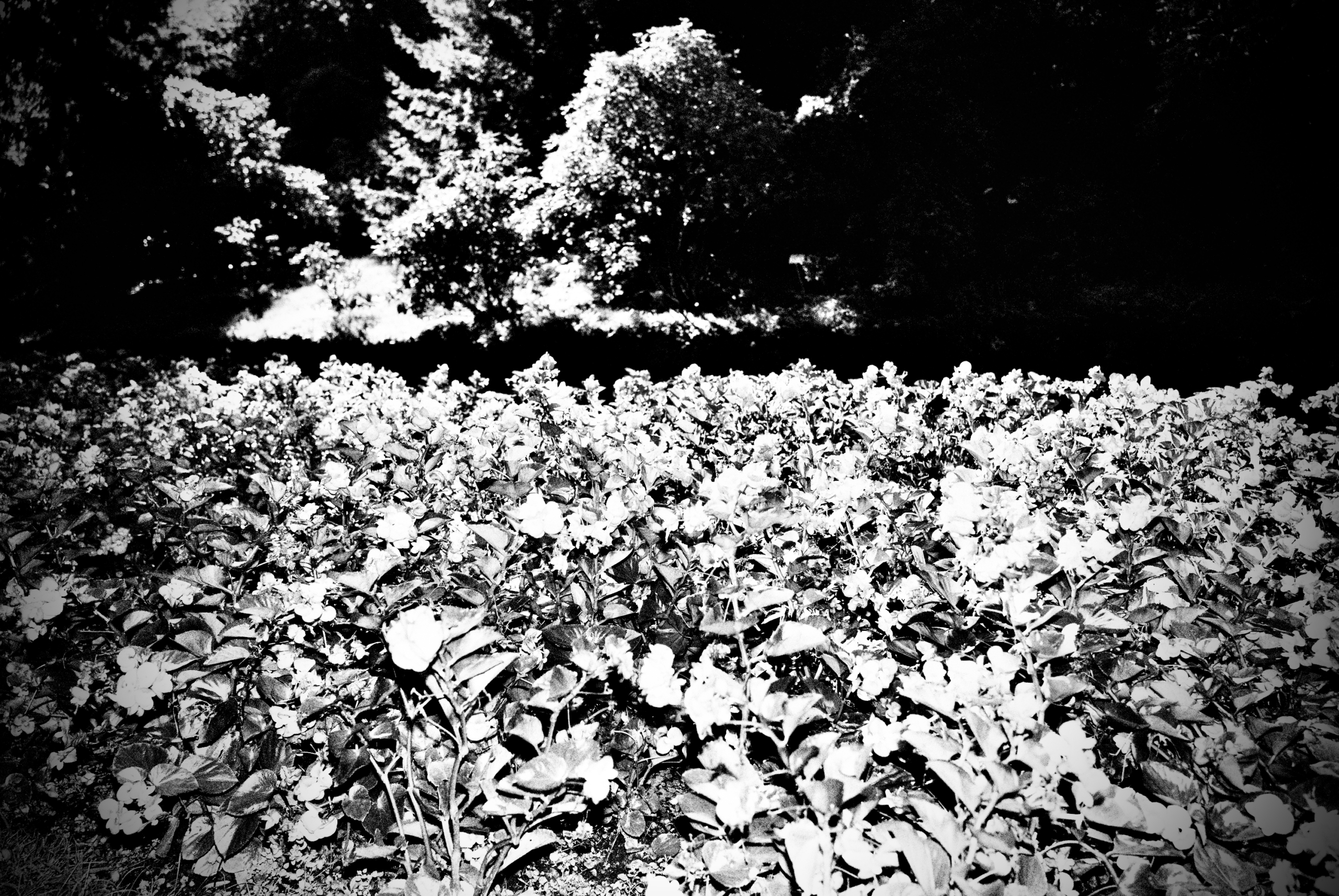 Schwarzweißfotografie, Lago Maggiore, September 2026.